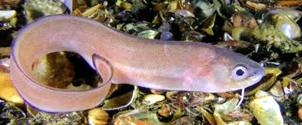 Ophidion rochei _04.jpg